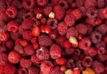Raspberry and wild strawberry