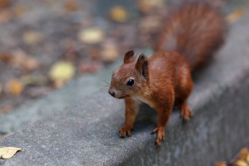 Amazing Red Squirrel