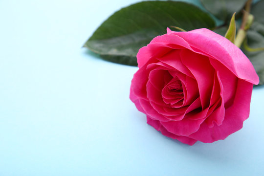 Single beautiful pink rose on blue background