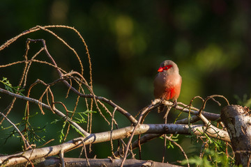 bird known as sealing nozzle