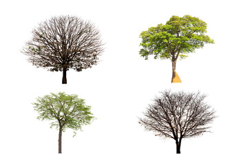 Group of green trees and dead tree groups isolated from a white background.