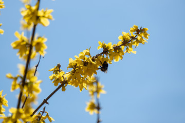 Hummel beim Nektar sammeln