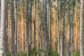 eucalyptus forest at sunrise