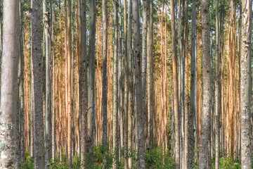 eucalyptus forest at sunrise