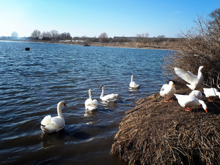 Swans and ducks on blue lake