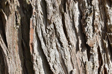 Closeup of a brown tree bark – can be used as a background