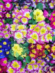 PRIMULE COLORATE AL MERCATO, COLORFUL COWSLIPS AT THE MARKET