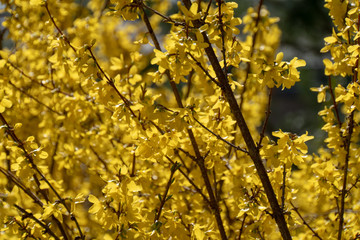 Gelbe Pflanze im Frühling