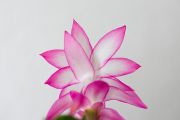 schlumbergera