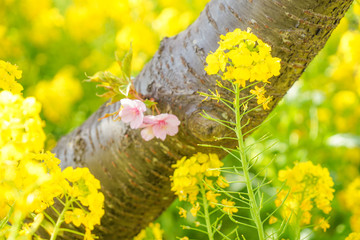 三浦海岸の菜の花畑と河津桜