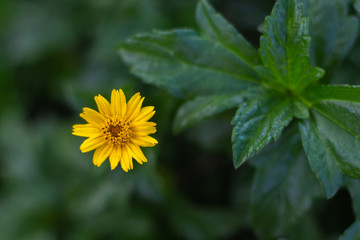 Beautiful yellow sphagneticola flower of sunflower in garden with copy space ,top view