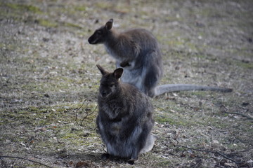 Two sweet kangaroos on a green meadow in a park in Germany