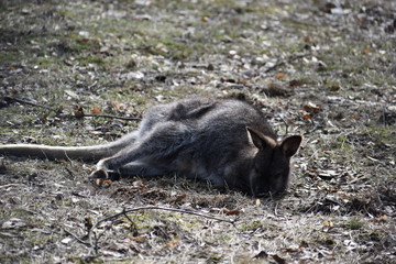 Sweet kangaroo is lying on a green meadow in a park in Germany