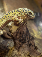 Gecko Leopard