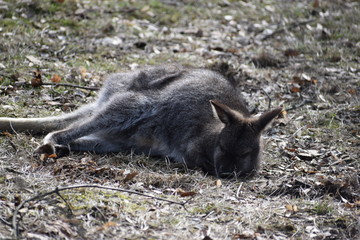 Sweet kangaroo is lying on a green meadow in a park in Germany