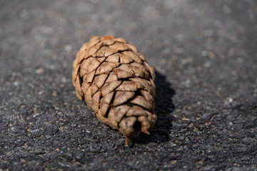 Tannenzapfen am Asphalt