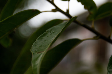 Fototapeta na wymiar Close up of leaves after it rains.