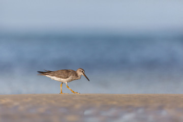Sandpiper birds at the seashore feathering and foraging in a peaceful morning bird watching scene