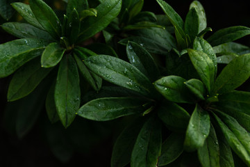 It is a green plant with leaves growing in a radiation pattern.