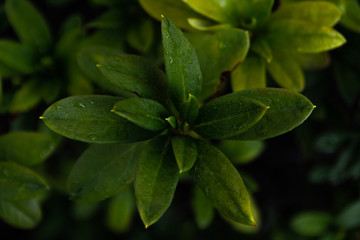 It is a green plant with leaves growing in a radiation pattern.