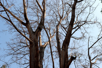 Tree without leaf taken under bright sun.