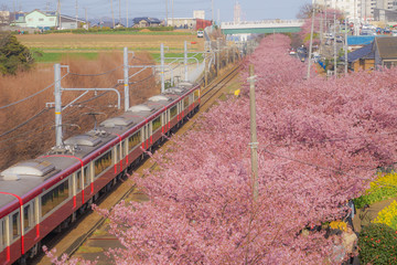 河津桜と京急線（三浦海岸）