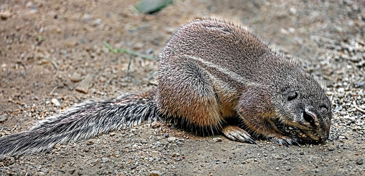 African ground squirrel. Latin name - Xerus inaurus