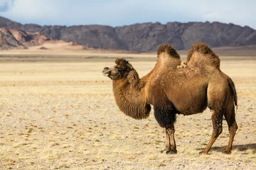Foto auf Alu-Dibond Camel in the foothills of Western Mongolia. © De Visu