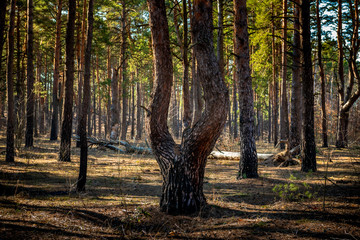 Spring coniferous forest sunny day blue sky