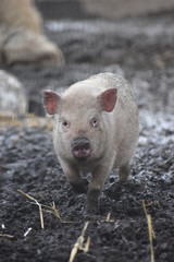 Closeup of a pink piglet walking in brown mud
