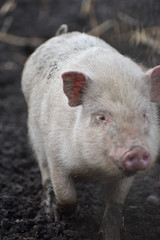 Closeup of a pink piglet walking in brown mud