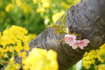 三浦海岸の菜の花畑と河津桜