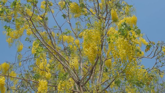 Beautiful Cassia fistula or Golden shower tree blossom blooming on tree with nature blurred background, known as golden rain tree, canafistula and ratchapruek in Thailand.