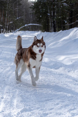 Brown Siberian husky runs forward on a snowy forest road in the winter forest.