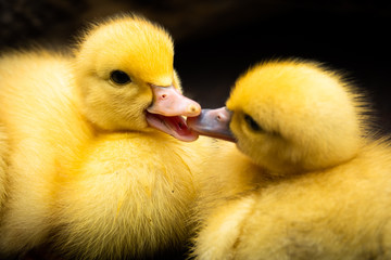 Group of ducklings of a muscovy duck on Sao Jorge island on the Azores, Portugal. Easter concept.