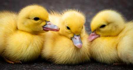 Group of ducklings of a muscovy duck on Sao Jorge island on the Azores, Portugal. Easter concept.