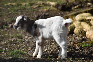 Naklejka na ściany i meble Little colorful white baby goat with a brown head in a park in Germany