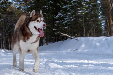 Siberian husky dog runs on snowy forest road in sunny winter forest. Snowy winter outdoors Copy space.