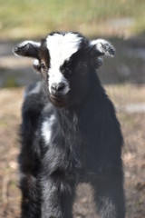 Little colorful black baby goat with a white head in a park in Germany