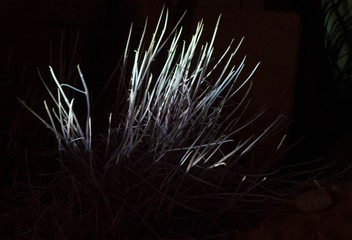 licht als lebenskraft