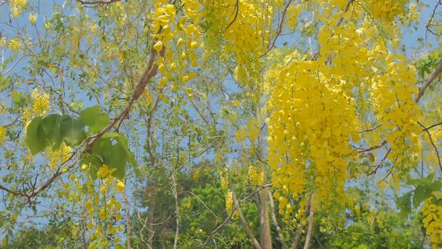 Beautiful Cassia fistula or Golden shower tree blossom blooming on tree with nature blurred background, known as golden rain tree, canafistula and ratchapruek in Thailand.