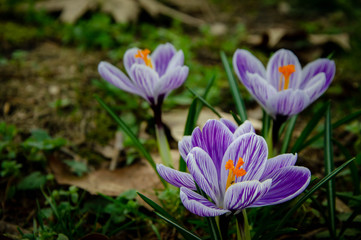 crocus in spring
