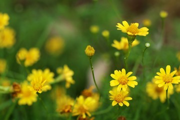 Daisy flower in tropical