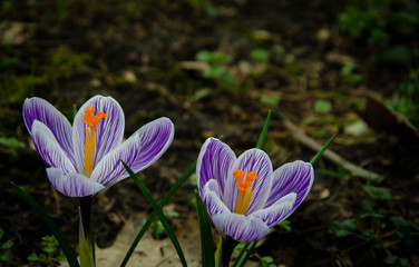 crocus in spring