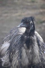Closeup of a black Australian emu with orange eyes in a park in Germany