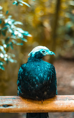 bird bokeh background