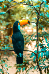 toucan looking to the side
