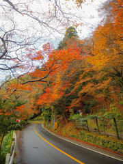 Road with colorful maple autumn trees