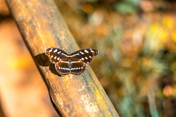 butterfly on tree trunk