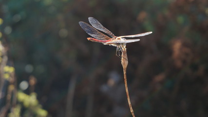 Dragonfly outdoor on a grass stalk